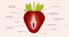 Strawberry-inspired vulva diagram from The Cunnilinguist'