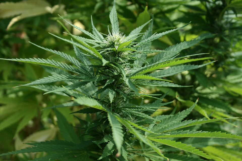 Marijuana Market'