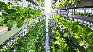 Vertical Farming, Plant Factory