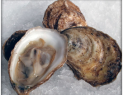 oyster'