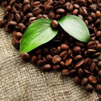 Global Organic Coffee Market