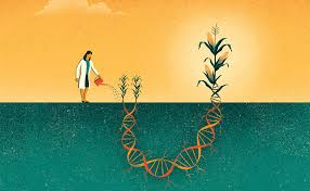 Biofortification Market