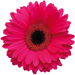flowers4 logo'
