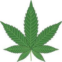 Cannabis'