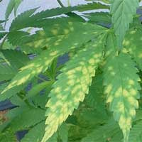 Marijuana Drying and Curing Equipment'