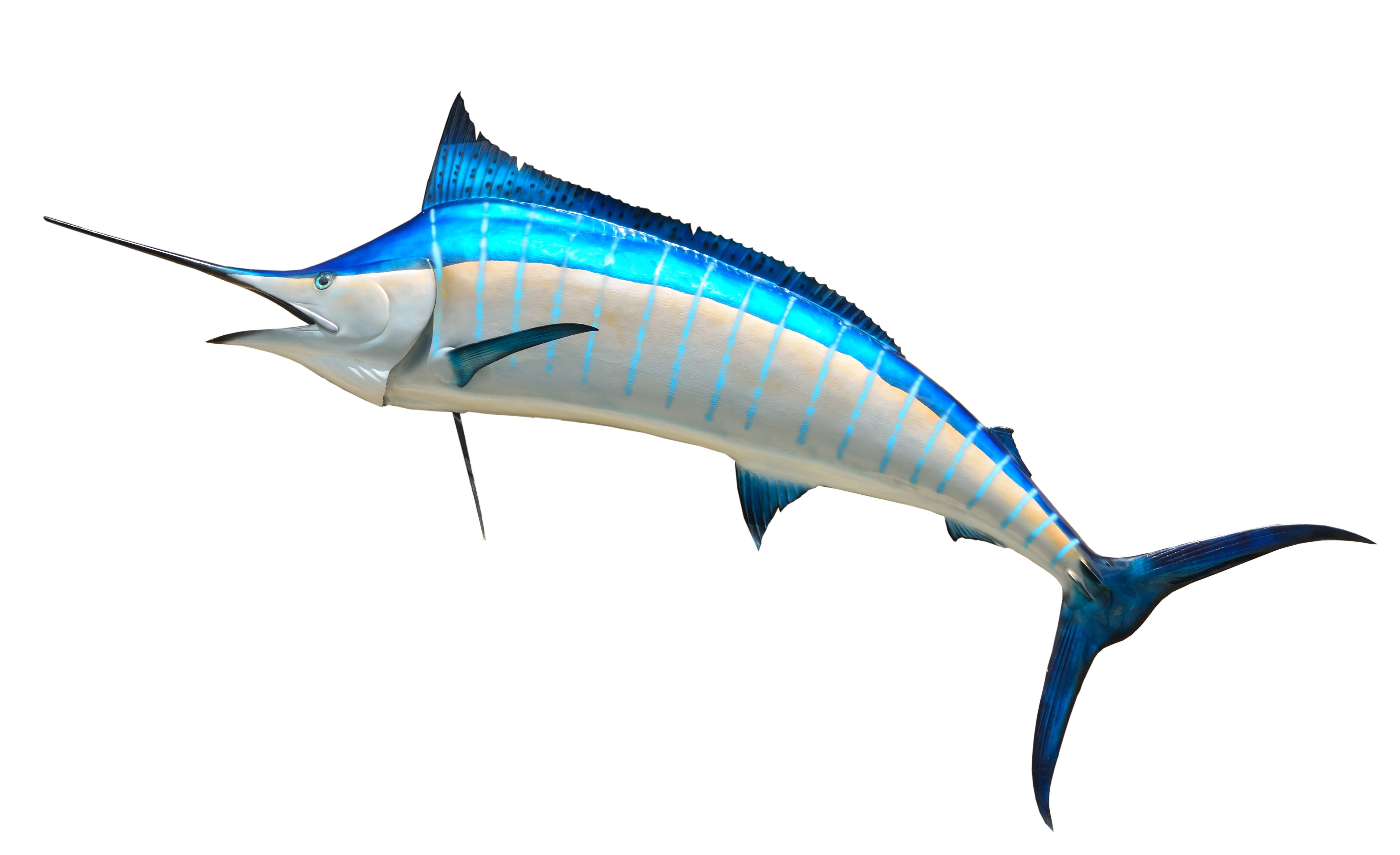 sailfish
