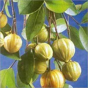 Garcinia Fruit'