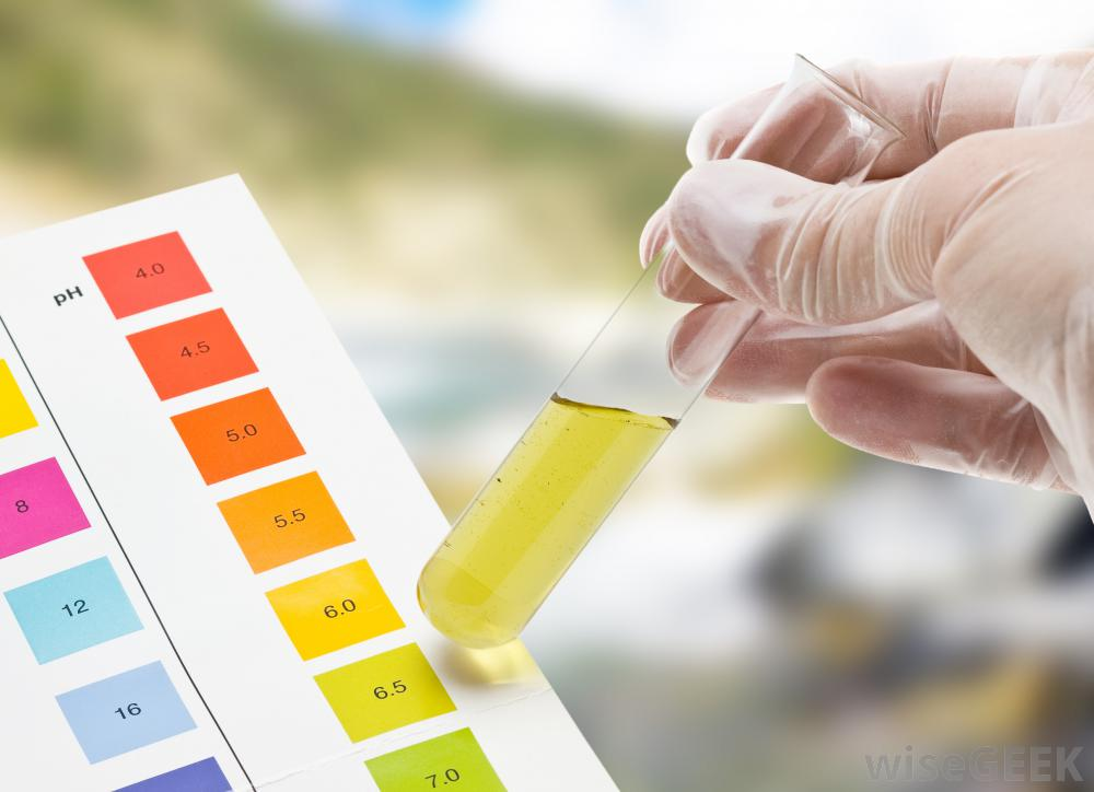 Creatinine Test Market