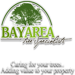 Company Logo For Bay Area Tree Specialists'