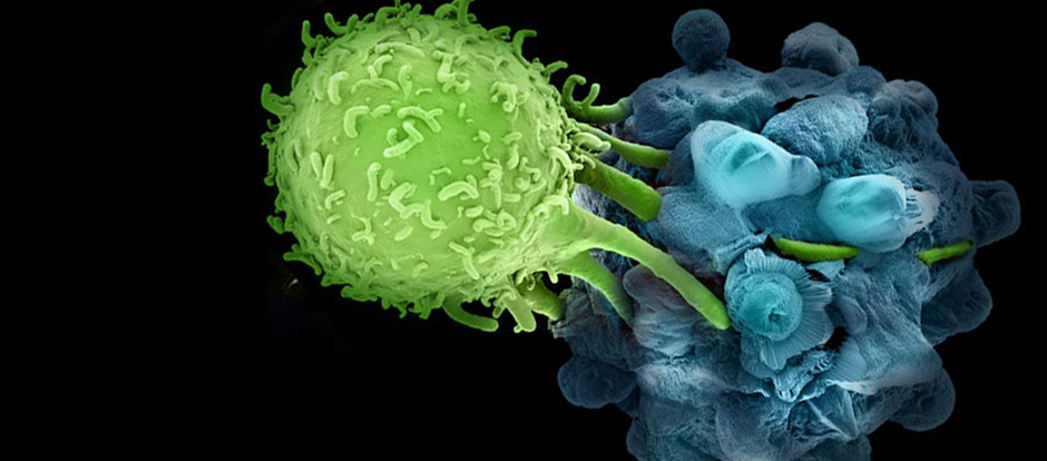 Cancer Immunotherapy Market
