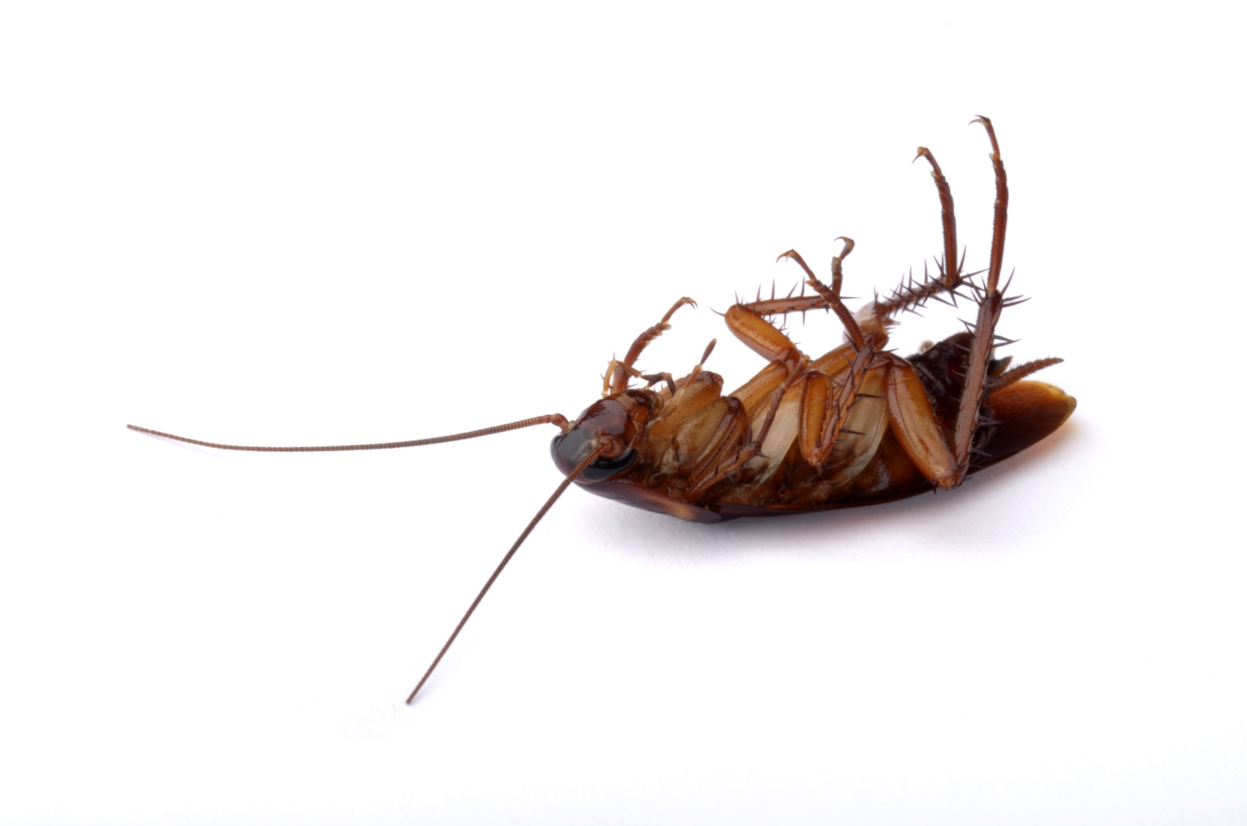 Insect Pest Control Market