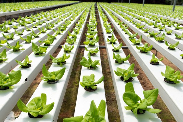 Hydroponic Vegetables Market'