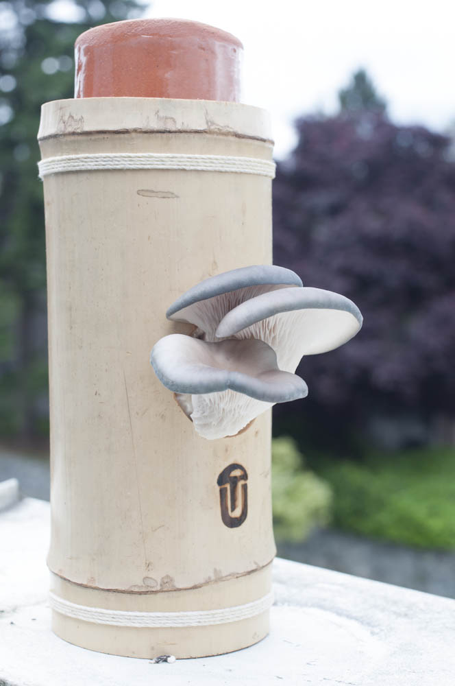 Mushboo receives award for urban farming innovation'