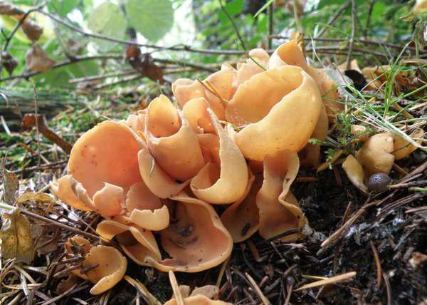 Edible Fungus (Edible Products) Market'