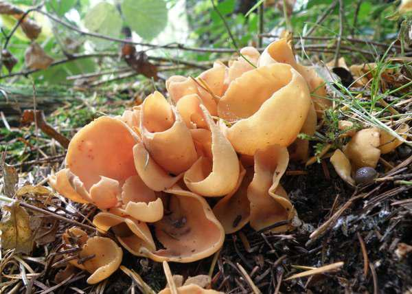 Edible Fungus (Edible Products) Market