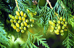 Thuja Occidentalis / White Cedar'