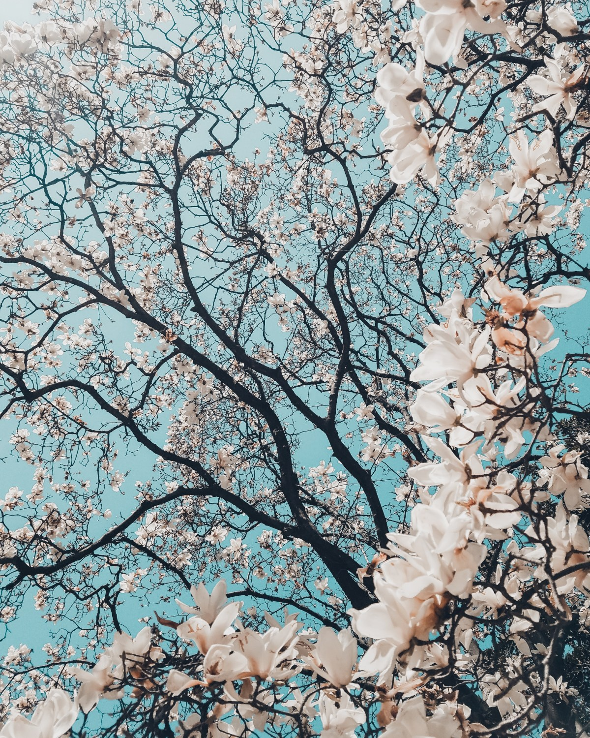 spring'