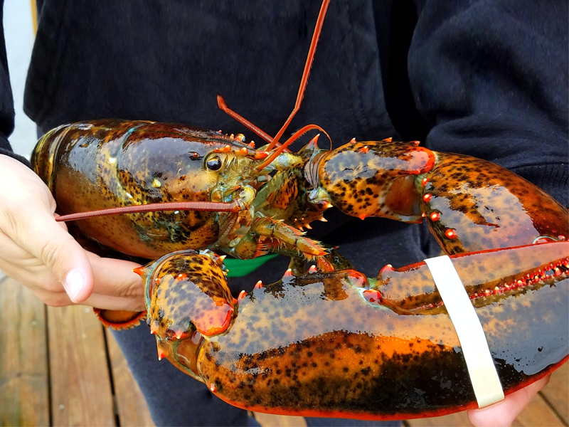 Seafood Delivery Singapore'