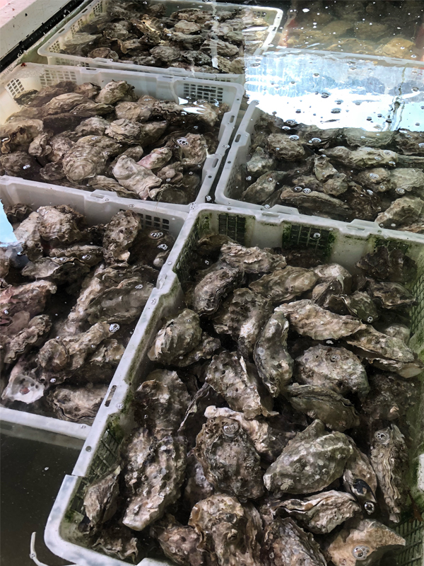 Fresh Seafood Delivery'