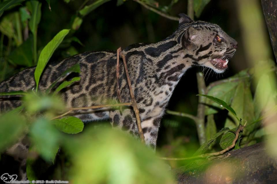 Sunda Clouded Leopards in Sabah,Malaysia