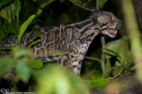 Sunda Clouded Leopards in Sabah,Malaysia'