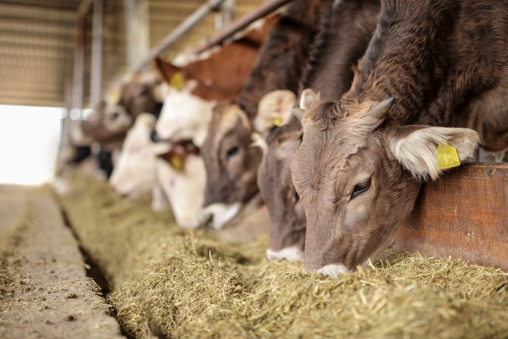 Feed Phytogenics Market