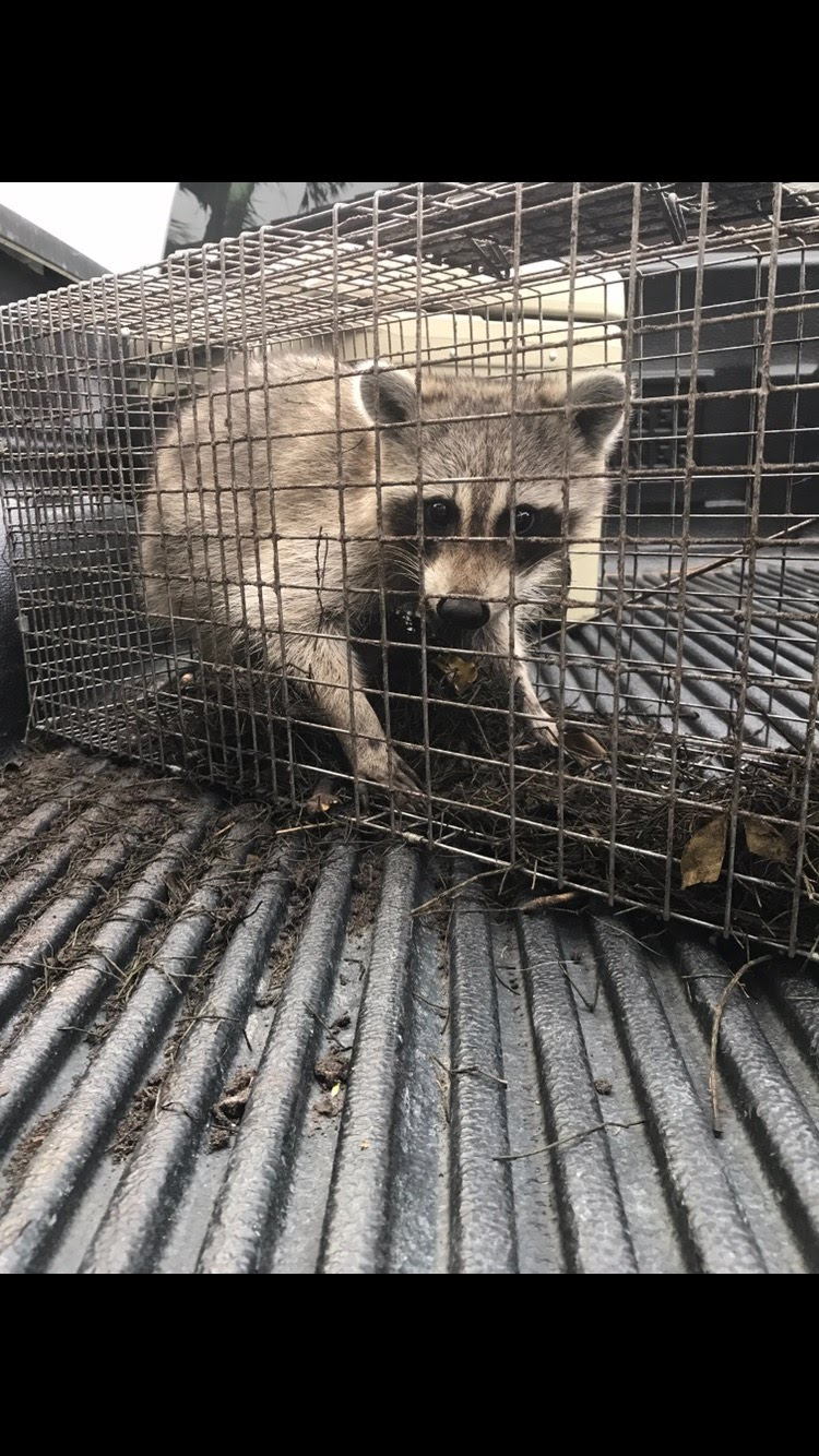 Pest Management'