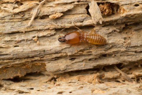 Pest Control Near Me'