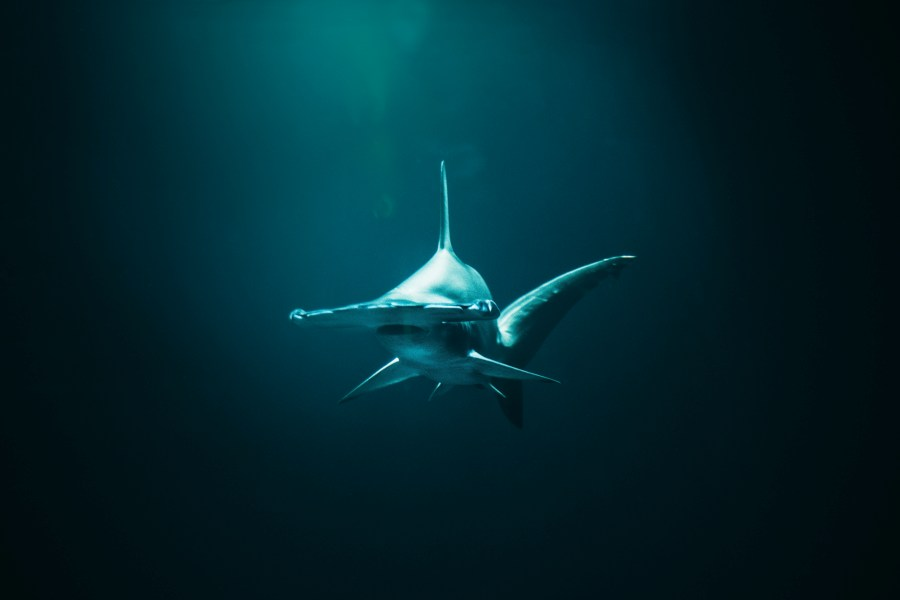 hammerhead'