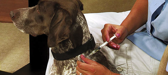 Veterinary/Animal Vaccines Market