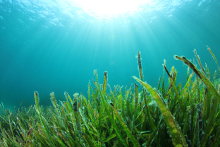Commercial Seaweeds Market