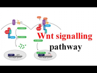Wnt Signaling Pathway Inhibitors - Pipeline Analysis 2018,