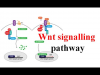 Wnt Signaling Pathway Inhibitors - Pipeline Analysis 2018,'