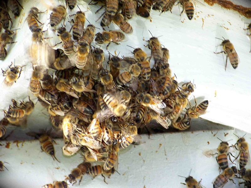 Termite Control Service Miami Dade FL