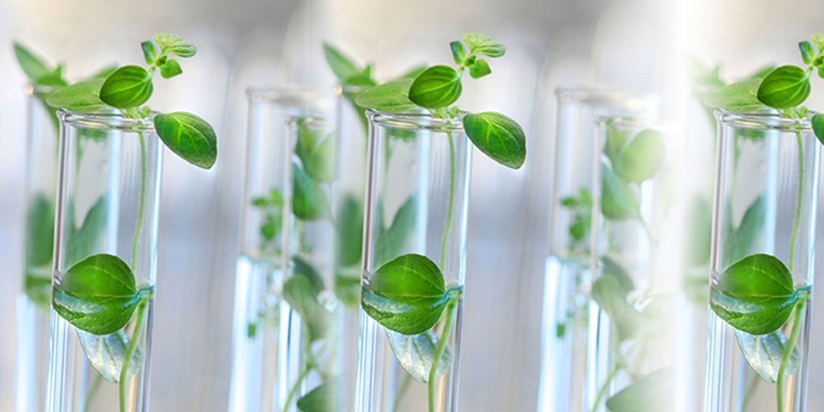 Bio-based Platform Chemicals Market