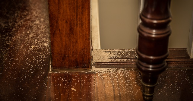 Ant Control Services Chino'