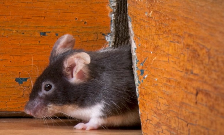 Rodent Removal Chino'