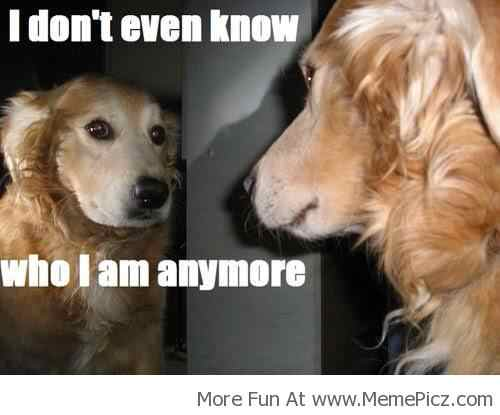 MemePicz