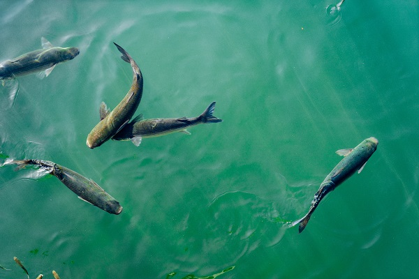 Fish Farming Market'