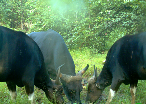 Three banteng males at an artificial salt lick in Malua Fore'