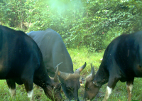 Three banteng males at an artificial salt lick in Malua Fore