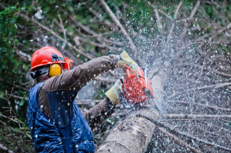 Tree Service'