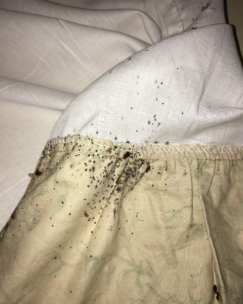 Brooklyn Pest Control'