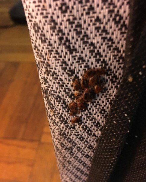 Exterminator Brooklyn'