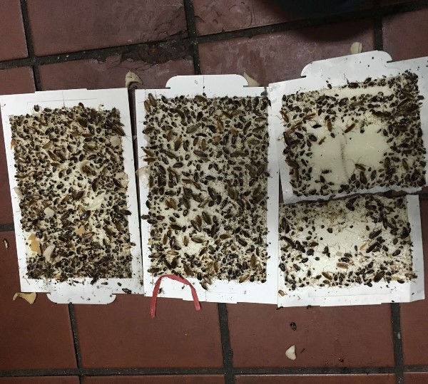 Exterminator Glen Cove NY'