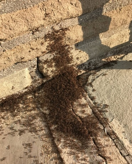 Glen Cove Exterminator'