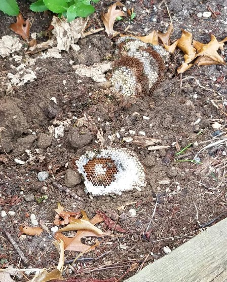 Baldwin Exterminator'