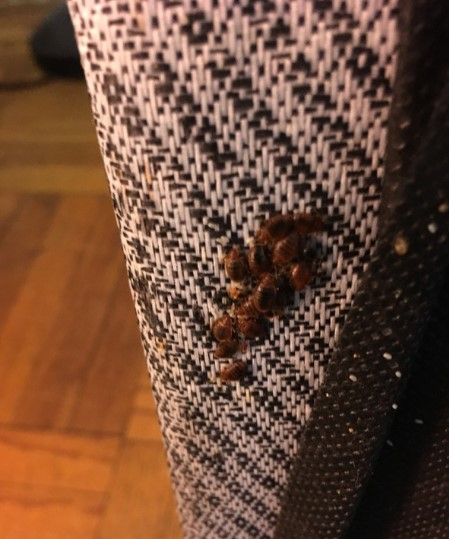 Nassau County Exterminator'