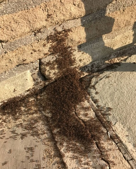 Long Island Pest Control'