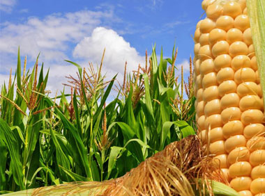 Home Agro Products'